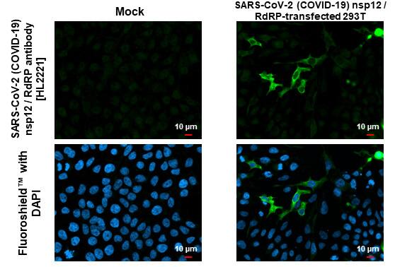 Immunocytochemistry/ Immunofluorescence SARS-CoV-2 nsp12 Antibody (HL2221) - Azide and BSA Free