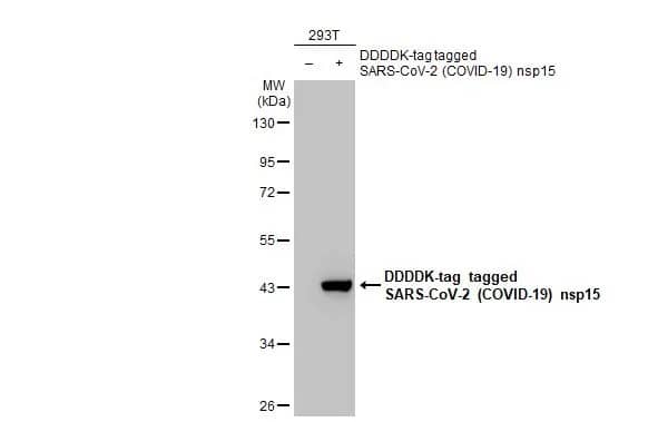 Western Blot: SARS-CoV-2 nsp15 Antibody (HL1445) - Azide and BSA Free [NBP3-25656] - Non-transfected (-) and transfected (+) 293T whole cell extracts (30 ug) were separated by 10% SDS-PAGE, and the membrane was blotted with SARS-CoV-2 (COVID-19) nsp15 antibody [HL1445] (NBP3-25656) diluted at 1:1000. The HRP-conjugated anti-rabbit IgG antibody was used to detect the primary antibody.