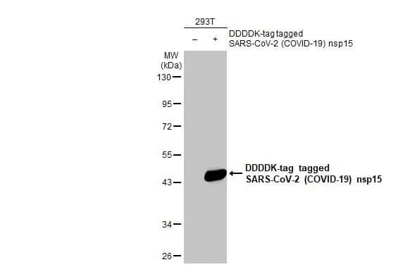 Western Blot: SARS-CoV-2 nsp15 Antibody (HL1446) - Azide and BSA Free [NBP3-25657] - Non-transfected (-) and transfected (+) 293T whole cell extracts (30 ug) were separated by 10% SDS-PAGE, and the membrane was blotted with SARS-CoV-2 (COVID-19) nsp15 antibody [HL1446] (NBP3-25657) diluted at 1:20000. The HRP-conjugated anti-rabbit IgG antibody was used to detect the primary antibody.