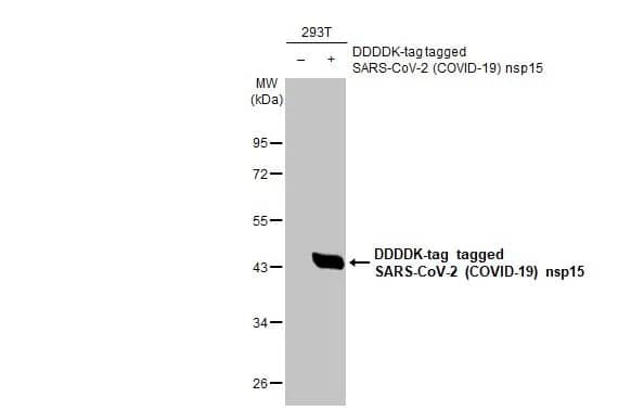 Western Blot: SARS-CoV-2 nsp15 Antibody (HL1760) - Azide and BSA Free [NBP3-25658] - Non-transfected (-) and transfected (+) 293T whole cell extracts (30 ug) were separated by 10% SDS-PAGE, and the membrane was blotted with SARS-CoV-2 (COVID-19) nsp15 antibody [HL1760] (NBP3-25658) diluted at 1:5000. The HRP-conjugated anti-rabbit IgG antibody was used to detect the primary antibody.