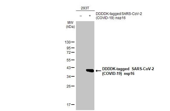 Western Blot: SARS-CoV-2 nsp16 Antibody (HL1945) - Azide and BSA Free [NBP3-25660] - Non-transfected (-) and transfected (+) 293T whole cell extracts (30 ug) were separated by 12% SDS-PAGE, and the membrane was blotted with SARS-CoV-2 (COVID-19) nsp16 antibody [HL1945] (NBP3-25660) diluted at 1:5000. The HRP-conjugated anti-rabbit IgG antibody was used to detect the primary antibody.