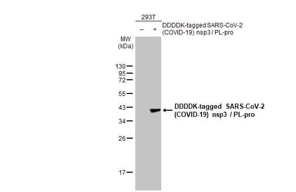 Western Blot: SARS-CoV-2 nsp3 Antibody (HL2350) - Azide and BSA Free [NBP3-25662] - Non-transfected (-) and transfected (+) 293T whole cell extracts (30 ug) were separated by 12% SDS-PAGE, and the membrane was blotted with SARS-CoV-2 (COVID-19) nsp3 / PL-pro antibody [HL2350] (NBP3-25662) diluted at 1:1000. The HRP-conjugated anti-rabbit IgG antibody was used to detect the primary antibody.