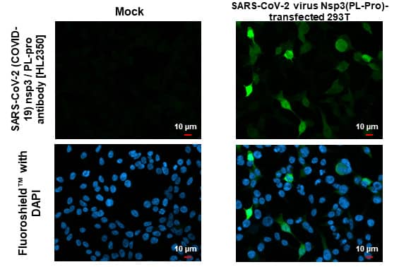 Immunocytochemistry/ Immunofluorescence SARS-CoV-2 nsp3 Antibody (HL2350) - Azide and BSA Free
