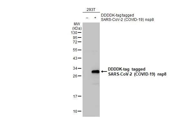 Western Blot: SARS-CoV-2 nsp8 Antibody (HL1523) - Azide and BSA Free [NBP3-25664] - Non-transfected (-) and transfected (+) 293T whole cell extracts (30 ug) were separated by 12% SDS-PAGE, and the membrane was blotted with SARS-CoV-2 (COVID-19) nsp8 antibody [HL1523] (NBP3-25664) diluted at 1:3000. The HRP-conjugated anti-rabbit IgG antibody was used to detect the primary antibody.