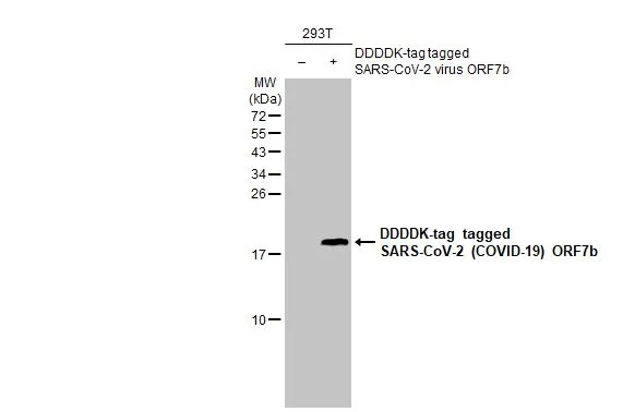 Western Blot: SARS-CoV-2 ORF7b Antibody (HL1453) - Azide and BSA Free [NBP3-25667] - Non-transfected (-) and transfected (+) 293T whole cell extracts (30 ug) were separated by 15% SDS-PAGE, and the membrane was blotted with SARS-CoV-2 (COVID-19) ORF7b antibody [HL1453] (NBP3-25667) diluted at 1:2000. The HRP-conjugated anti-rabbit IgG antibody was used to detect the primary antibody.