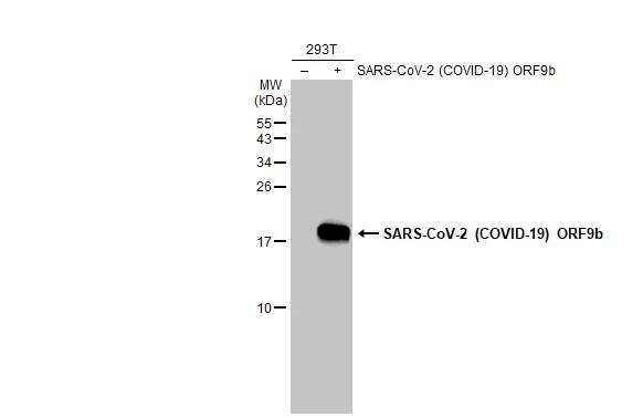 Western Blot SARS-CoV-2 ORF9b Antibody - Azide and BSA Free