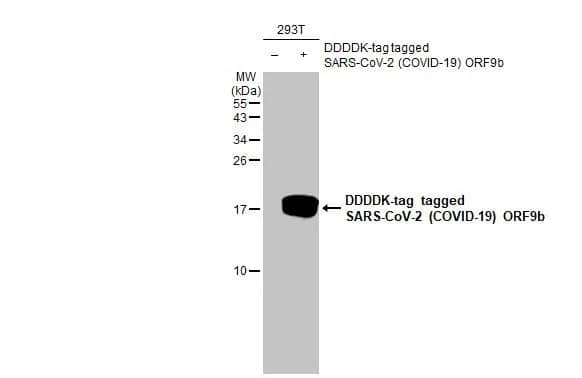 Western Blot: SARS-CoV-2 ORF9b Antibody (HL1917) - Azide and BSA Free [NBP3-25669] - Non-transfected (-) and transfected (+) 293T whole cell extracts (30 ug) were separated by 15% SDS-PAGE, and the membrane was blotted with SARS-CoV-2 (COVID-19) ORF9b antibody [HL1917] (NBP3-25669) diluted at 1:5000. The HRP-conjugated anti-rabbit IgG antibody was used to detect the primary antibody.