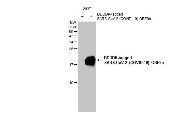 Western Blot: SARS-CoV-2 ORF9b Antibody (HL1918) - Azide and BSA Free [NBP3-25670] - Non-transfected (-) and transfected (+) 293T whole cell extracts (30 ug) were separated by 15% SDS-PAGE, and the membrane was blotted with SARS-CoV-2 (COVID-19) ORF9b antibody [HL1918] (NBP3-25670) diluted at 1:20000. The HRP-conjugated anti-rabbit IgG antibody was used to detect the primary antibody.