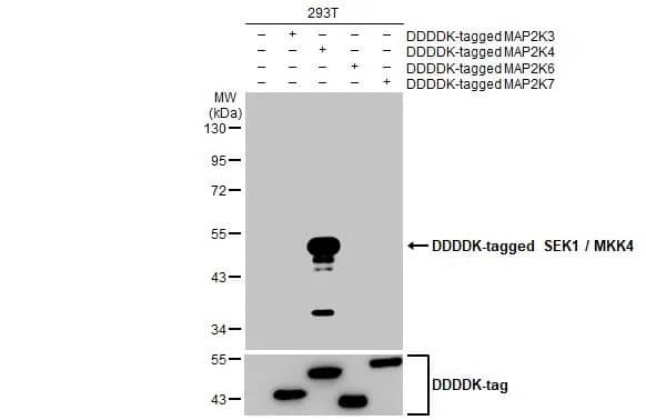 Western Blot: MKK4/MEK4 Antibody (HL1839) - Azide and BSA Free [NBP3-25674] - Non-transfected (-) and transfected (+) 293T whole cell extracts were separated by 10% SDS-PAGE, and the membrane was blotted with SEK1 / MKK4 antibody [HL1839] (NBP3-25674) diluted at 1:5000. The HRP-conjated anti-rabbit IgG antibody was used to detect the primary antibody.