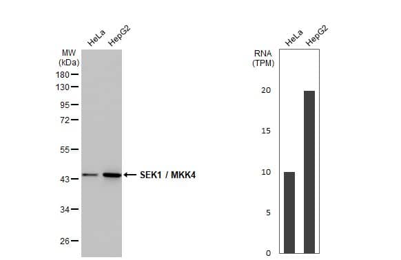 <b>Orthogonal Strategies Validation. </b>Western Blot: MKK4/MEK4 Antibody (HL1839) - Azide and BSA Free [NBP3-25674] - Various whole cell extracts (30 ug) were separated by 10% SDS-PAGE, and the membrane was blotted with SEK1 / MKK4 antibody [HL1839] (NBP3-25674) diluted at 1:1000. The HRP-conjated anti-rabbit IgG antibody was used to detect the primary antibody. Corresponding RNA expression data for the same cell lines are based on Human Protein Atlas program.