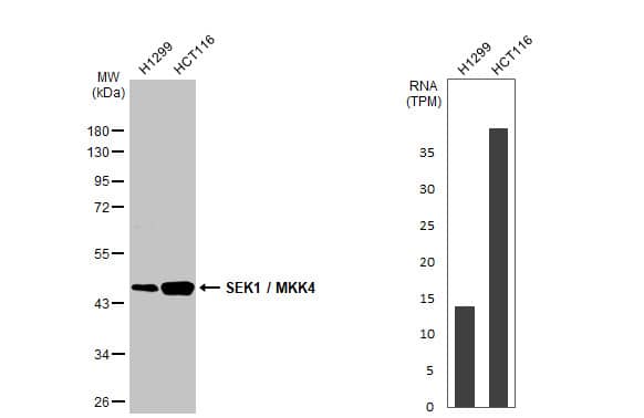 <b>Orthogonal Strategies Validation. </b>Western Blot: MKK4/MEK4 Antibody (HL1888) - Azide and BSA Free [NBP3-25675] - Various whole cell extracts (30 ug) were separated by 10% SDS-PAGE, and the membrane was blotted with SEK1 / MKK4 antibody [HL1888] (NBP3-25675) diluted at 1:1000. The HRP-conjugated anti-rabbit IgG antibody was used to detect the primary antibody.Corresponding RNA expression data for the same cell lines are based on Human Protein Atlas program.