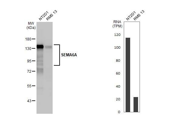 <b>Orthogonal Strategies Validation. </b>Western Blot: Semaphorin 6A Antibody (HL2120) - Azide and BSA Free [NBP3-25676] - Various whole cell extracts (30 ug) were separated by 7.5% SDS-PAGE, and the membrane was blotted with SEMA6A antibody [HL2120] (NBP3-25676) diluted at 1:1000. The HRP-conjugated anti-rabbit IgG antibody was used to detect the primary antibody. Corresponding RNA expression data for the same cell lines are based on Human Protein Atlas program.
