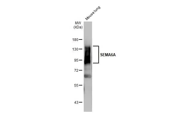 Western Blot: Semaphorin 6A Antibody (HL2120) - Azide and BSA Free [NBP3-25676] - Mouse tissue extract (50 ug) was separated by 7.5% SDS-PAGE, and the membrane was blotted with SEMA6A antibody [HL2120] (NBP3-25676) diluted at 1:1000. The HRP-conjugated anti-rabbit IgG antibody was used to detect the primary antibody, and the signal was developed with Trident ECL plus-Enhanced.