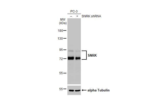Western Blot SNRK Antibody (HL2225) - Azide and BSA Free