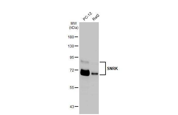 <b>Genetic Strategies Validation. </b>Various whole cell extracts (30 ug) were separated by 7.5% SDS-PAGE, and the membrane was blotted with SNRK antibody [HL2225] (NBP3-25691) diluted at 1:1000. The HRP-conjugated anti-rabbit IgG antibody was used to detect the primary antibody. 