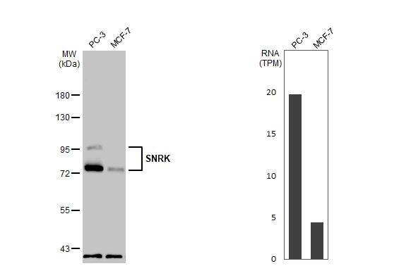 <b>Orthogonal Strategies Validation. </b>Various whole cell extracts (30 ug) were separated by 7.5% SDS-PAGE, and the membrane was blotted with SNRK antibody [HL2225] (NBP3-25691) diluted at 1:1000. The HRP-conjugated anti-rabbit IgG antibody was used to detect the primary antibody. Corresponding RNA expression data for the same cell lines are based on Human Protein Atlas program. 
