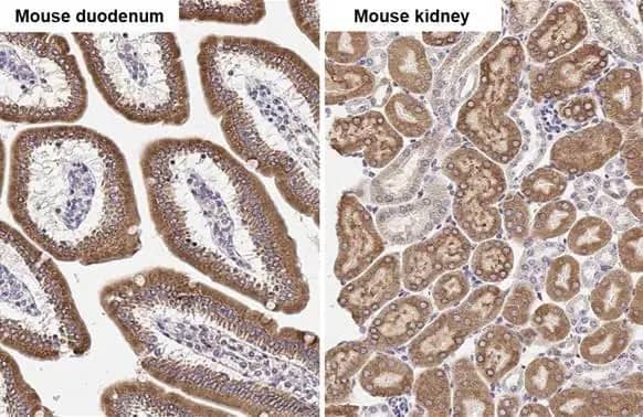 Immunohistochemistry-Paraffin: ST6 Gal Sialyltransferase 1/ST6GAL1/CD75 Antibody (HL2318) - Azide and BSA Free [NBP3-25695] - ST6GAL1 antibody [HL2318] detects ST6GAL1 protein by immunohistochemical analysis. Sample: Paraffin-embedded mouse tissues. ST6GAL1 stained by ST6GAL1 antibody [HL2318] (NBP3-25695) diluted at 1:100. Antigen Retrieval: Citrate buffer, pH 6.0, 15 min