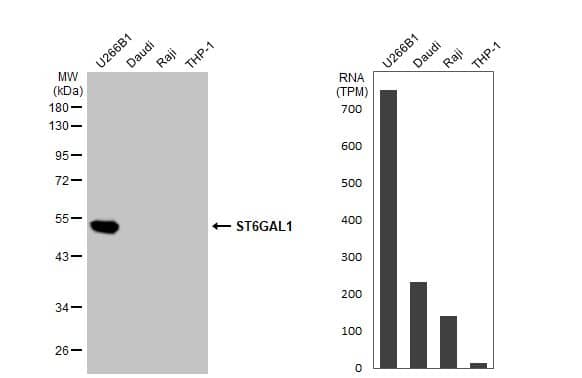 <b>Orthogonal Strategies Validation. </b>Western Blot: ST6 Gal Sialyltransferase 1/ST6GAL1/CD75 Antibody (HL2318) - Azide and BSA Free [NBP3-25695] - Various whole cell extracts (30 ug) were separated by 10% SDS-PAGE, and the membrane was blotted with ST6GAL1 antibody [HL2318] (NBP3-25695) diluted at 1:1000. The HRP-conjugated anti-rabbit IgG antibody was used to detect the primary antibody. Corresponding RNA expression data for the same cell lines are based on Human Protein Atlas program.