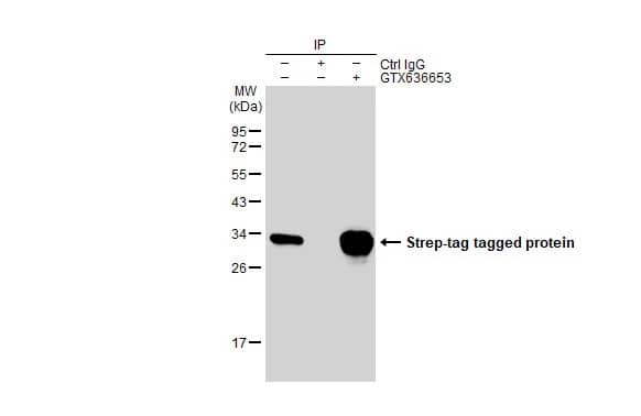 Immunoprecipitation Strep II Tag Antibody (HL1251) - Azide and BSA Free