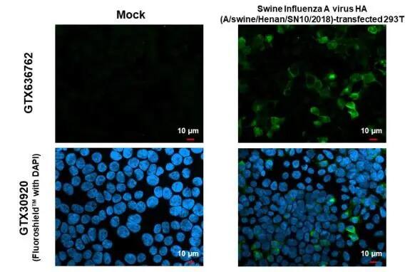 Immunocytochemistry/ Immunofluorescence Swine Influenza A G4 EA H1N1 Hemagglutinin Antibody (HL1342) - Azide and BSA Free