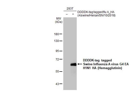 Western Blot: Swine Influenza A G4 EA H1N1 Hemagglutinin Antibody (HL1342) - Azide and BSA Free [NBP3-25703] - Non-transfected (-) and transfected (+) 293T whole cell extracts (30 ug) were separated by 7.5% SDS-PAGE, and the membrane was blotted with Swine Influenza A virus G4 EA H1N1 HA (Hemagglutinin) antibody [HL1342] (NBP3-25703) diluted at 1:5000. The HRP-conjugated anti-rabbit IgG antibody was used to detect the primary antibody.