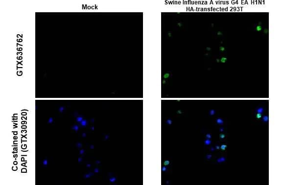 Immunohistochemistry-Paraffin: Swine Influenza A G4 EA H1N1 Hemagglutinin Antibody (HL1342) - Azide and BSA Free [NBP3-25703] - Swine Influenza A virus G4 EA H1N1 HA (Hemagglutinin) antibody [HL1342] detects Influenza A virus HA (A/swine/Henan/SN10/2018) protein at cytoplasm by immunohistochemical analysis. Sample: Paraffin-embedded mock and Influenza A virus HA (A/swine/Henan/SN10/2018) transfected 293T cell FFPE Cell Pellet Block. Green: Influenza A virus HA (A/swine/Henan/SN10/2018) stained by Swine Influenza A virus G4 EA H1N1 HA (Hemagglutinin) antibody [HL1342] (NBP3-25704) diluted at 1:1000. Antigen Retrieval: Citrate buffer, pH 6.0, 15 min