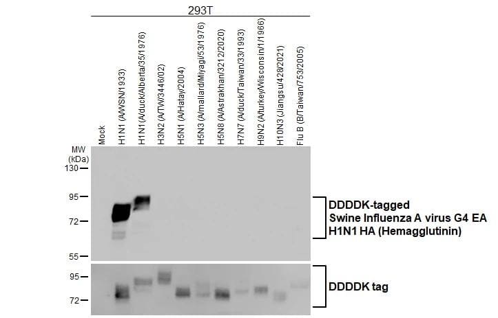 Western Blot Swine Influenza A G4 EA H1N1 Hemagglutinin Antibody (HL1342) - Azide and BSA Free