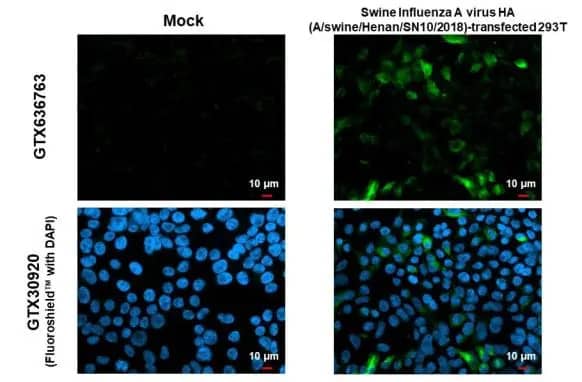 Immunocytochemistry/Immunofluorescence: Swine Influenza A G4 EA H1N1 Hemagglutinin Antibody (HL1343) - Azide and BSA Free [NBP3-25704] - Swine Influenza A virus G4 EA H1N1 HA (Hemagglutinin) antibody [HL1343] detects Swine Influenza A virus G4 EA H1N1 HA (Hemagglutinin) protein by immunofluorescent analysis. Sample: Mock and transfected 293T cells were fixed in 4% paraformaldehyde at RT for 15 min. Green: Swine Influenza A virus G4 EA H1N1 HA (Hemagglutinin) stained by Swine Influenza A virus G4 EA H1N1 HA (Hemagglutinin) antibody [HL1343] (NBP3-25704) diluted at 1:500. Blue: Fluoroshield with DAPI .