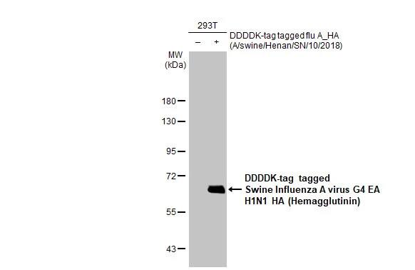 Western Blot: Swine Influenza A G4 EA H1N1 Hemagglutinin Antibody (HL1343) - Azide and BSA Free [NBP3-25704] - Non-transfected (-) and transfected (+) 293T whole cell extracts (30 ug) were separated by 7.5% SDS-PAGE, and the membrane was blotted with Swine Influenza A virus G4 EA H1N1 HA (Hemagglutinin) antibody [HL1343] (NBP3-25704) diluted at 1:5000. The HRP-conjugated anti-rabbit IgG antibody was used to detect the primary antibody.