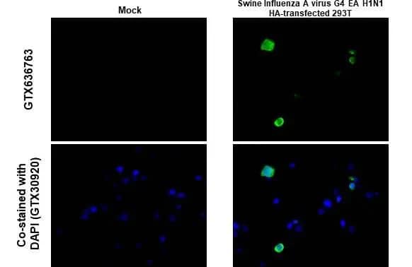 Immunohistochemistry-Paraffin: Swine Influenza A G4 EA H1N1 Hemagglutinin Antibody (HL1343) - Azide and BSA Free [NBP3-25704] - Swine Influenza A virus G4 EA H1N1 HA (Hemagglutinin) antibody [HL1343] detects Influenza A virus HA (A/swine/Henan/SN10/2018) protein at cytoplasm by immunohistochemical analysis. Sample: Paraffin-embedded mock and Influenza A virus HA (A/swine/Henan/SN10/2018) transfected 293T cell FFPE Cell Pellet Block. Green: Influenza A virus HA (A/swine/Henan/SN10/2018) stained by Swine Influenza A virus G4 EA H1N1 HA (Hemagglutinin) antibody [HL1343] (NBP3-25704) diluted at 1:1000. Antigen Retrieval: Citrate buffer, pH 6.0, 15 min
