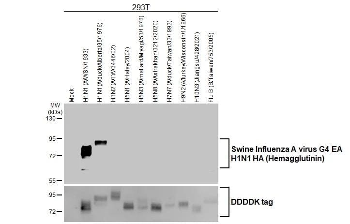 Western Blot Swine Influenza A G4 EA H1N1 Hemagglutinin Antibody (HL1343) - Azide and BSA Free