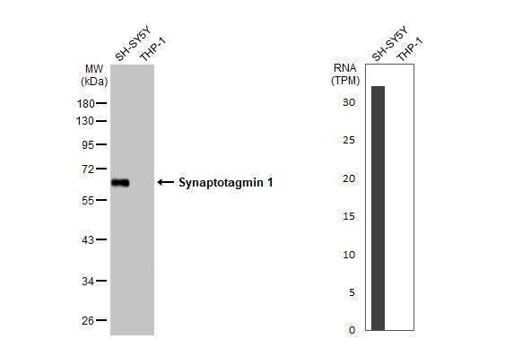 <b>Orthogonal Strategies Validation. </b>Western Blot: Synaptotagmin 1 Antibody (HL1626) - Azide and BSA Free [NBP3-25705] - Various whole cell extracts (30 ug) were separated by 10% SDS-PAGE, and the membrane was blotted with Synaptotagmin 1 antibody [HL1626] (NBP3-25705) diluted at 1:2000. The HRP-conjugated anti-rabbit IgG antibody was used to detect the primary antibody, and the signal was developed with Trident ECL plus-Enhanced. Corresponding RNA expression data for the same cell lines are based on Human Protein Atlas program.