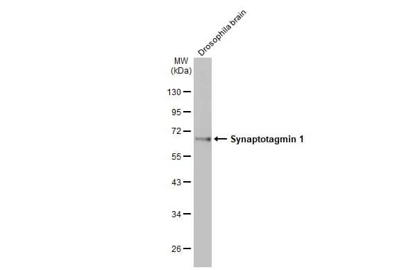 Western Blot: Synaptotagmin 1 Antibody (HL1626) - Azide and BSA Free [NBP3-25705] - Drosophila tissue extract (50 ug) was separated by 10% SDS-PAGE, and the membrane was blotted with Synaptotagmin 1 antibody [HL1626] (NBP3-25705) diluted at 1:1000. The HRP-conjugated anti-rabbit IgG antibody was used to detect the primary antibody.
