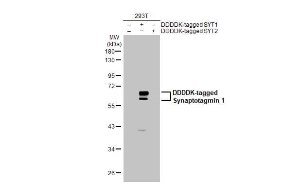 Western Blot: Synaptotagmin 1 Antibody (HL1654) - Azide and BSA Free [NBP3-25706] - Non-transfected (-) and transfected (+) 293T whole cell extracts were separated by 10% SDS-PAGE, and the membrane was blotted with Synaptotagmin 1 antibody [HL1654] (NBP3-25706) diluted at 1:50000. The HRP-conjugated anti-rabbit IgG antibody was used to detect the primary antibody.