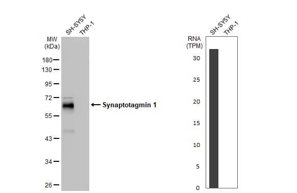 Western Blot Synaptotagmin 1 Antibody (HL1654) - Azide and BSA Free