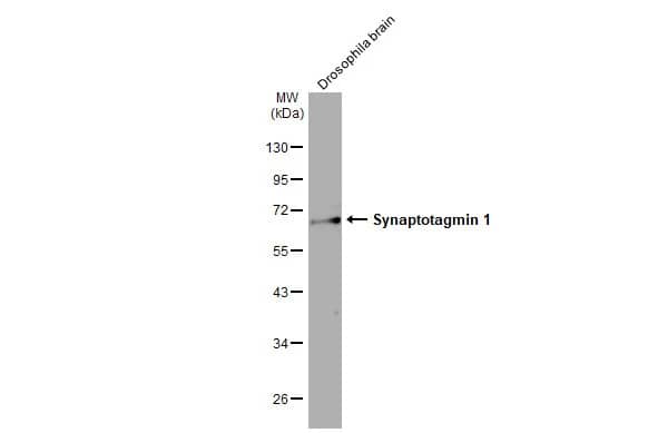 Western Blot: Synaptotagmin 1 Antibody (HL1654) - Azide and BSA Free [NBP3-25706] - Drosophila tissue extract (50 ug) was separated by 10% SDS-PAGE, and the membrane was blotted with Synaptotagmin 1 antibody [HL1654] (NBP3-25706) diluted at 1:1000. The HRP-conjugated anti-rabbit IgG antibody was used to detect the primary antibody.