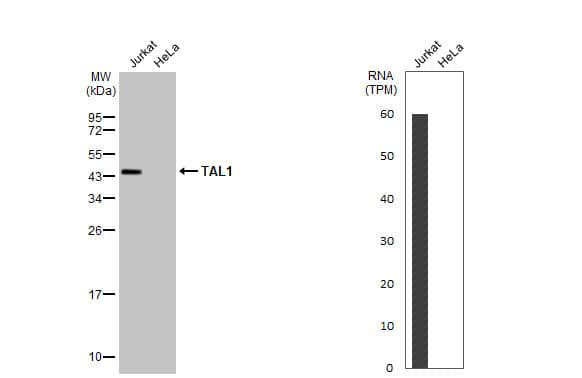 Western Blot: SCL/Tal1 Antibody (HL1703) - Azide and BSA Free [NBP3-25709] - Various whole cell extracts (30 ug) were separated by 12% SDS-PAGE, and the membrane was blotted with TAL1 antibody [HL1703] (NBP3-25709) diluted at 1:1000. The HRP-conjugated anti-rabbit IgG antibody was used to detect the primary antibody.Corresponding RNA expression data for the same cell lines are based on Human Protein Atlas program.