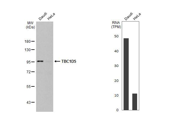 <b>Orthogonal Strategies Validation. </b>Western Blot: TBC1D5 Antibody (HL2054) - Azide and BSA Free [NBP3-25710] - Various whole cell extracts (30 ug) were separated by 7.5% SDS-PAGE, and the membrane was blotted with TBC1D5 antibody [HL2054] (NBP3-25710) diluted at 1:1000. The HRP-conjugated anti-rabbit IgG antibody was used to detect the primary antibody. Corresponding RNA expression data for the same cell lines are based on Human Protein Atlas program.