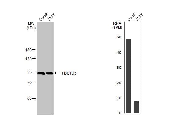 <b>Orthogonal Strategies Validation. </b>Western Blot: TBC1D5 Antibody (HL2390) - Azide and BSA Free [NBP3-25711] - Various whole cell extracts (30 ug) were separated by 7.5% SDS-PAGE, and the membrane was blotted with TBC1D5 antibody [HL2390] (NBP3-25711) diluted at 1:1000. The HRP-conjugated anti-rabbit IgG antibody was used to detect the primary antibody. Corresponding RNA expression data for the same cell lines are based on Human Protein Atlas program.