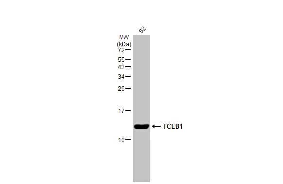 Western Blot TCEB1 Antibody (HL1683) - Azide and BSA Free