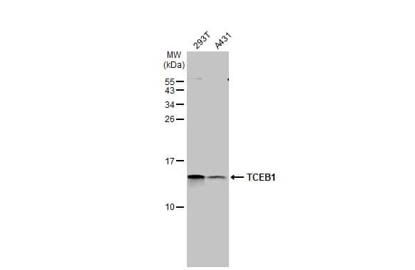 Western Blot: TCEB1 Antibody (HL1683) - Azide and BSA Free [NBP3-25712] - Various whole cell extracts (30 ug) were separated by 15% SDS-PAGE, and the membrane was blotted with TCEB1 antibody [HL1683] (NBP3-25712) diluted at 1:5000. The HRP-conjugated anti-rabbit IgG antibody was used to detect the primary antibody.