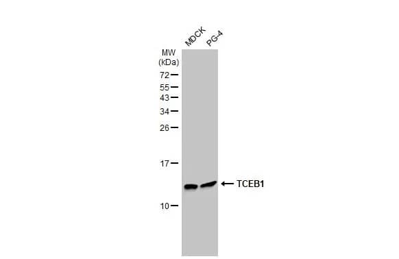 Western Blot TCEB1 Antibody (HL1683) - Azide and BSA Free