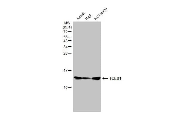 Western Blot TCEB1 Antibody (HL1683) - Azide and BSA Free