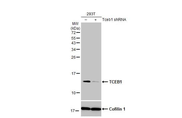 <b>Genetic Strategies Validation. </b>Western Blot: TCEB1 Antibody (HL1683) - Azide and BSA Free [NBP3-25712] - Non-transfected (-) and transfected (+) 293T whole cell extracts (30 ug) were separated by 15% SDS-PAGE, and the membrane was blotted with TCEB1 antibody [HL1683] (NBP3-25712) diluted at 1:500. The HRP-conjugated anti-rabbit IgG antibody was used to detect the primary antibody.