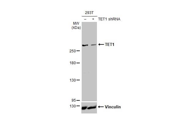 <b>Genetic Strategies Validation. </b>Knockdown Validated: TET1 Antibody (GT2457) - Azide and BSA Free [NBP3-25717] - Non-transfected (-) and transfected (+) 293T whole cell extracts (30 ug) were separated by 5% SDS-PAGE, and the membrane was blotted with TET1 antibody [GT2457] (NBP3-25717) diluted at 1:5000. The HRP-conjugated anti-mouse IgG antibody was used to detect the primary antibody.