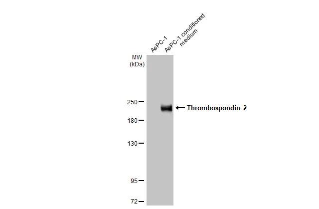 Western Blot Thrombospondin-2 Antibody (HL1140) - Azide and BSA Free