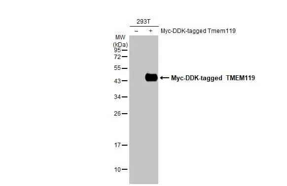 Western Blot: TMEM119 Antibody (HL2415) - Azide and BSA Free [NBP3-25724] - Non-transfected (-) and transfected (+) 293T whole cell extracts (30 ug) were separated by 12% SDS-PAGE, and the membrane was blotted with TMEM119 antibody [HL2415] (NBP3-25724) diluted at 1:50000. The HRP-conjugated anti-rabbit IgG antibody  was used to detect the primary antibody.