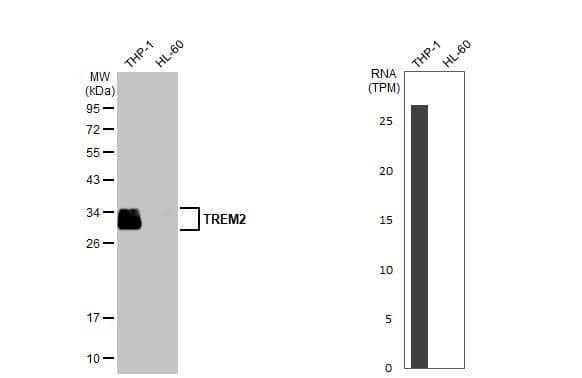 <b>Orthogonal Strategies Validation. </b>Western Blot: TREM2 Antibody (HL1738) - Azide and BSA Free [NBP3-25728] - Various whole cell extracts (30 ug) were separated by 12% SDS-PAGE, and the membrane was blotted with TREM2 antibody [HL1738] (NBP3-25728) diluted at 1:2000. The HRP-conjugated anti-rabbit IgG antibody was used to detect the primary antibody, and the signal was developed with Trident ECL plus-Enhanced. Corresponding RNA expression data for the same cell lines are based on Human Protein Atlas program.