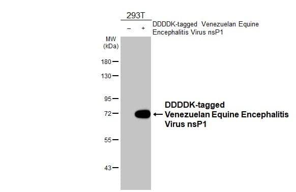 Non-transfected (-) and transfected (+) 293T whole cell extracts (30 ug) were separated by 7.5% SDS-PAGE, and the membrane was blotted with Venezuelan Equine Encephalitis Virus NSP1 antibody [HL1472] (NBP3-25736) diluted at 1:10000. The HRP-conjugated anti-rabbit IgG antibody was used to detect the primary antibody. 