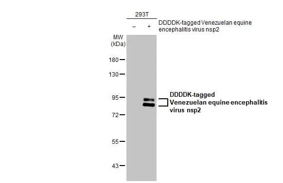 Western Blot: Venezuelan Equine Encephalitis Virus NSP2 Antibody (HL1919) - Azide and BSA Free [NBP3-25738] - Non-transfected (-) and transfected (+) 293T whole cell extracts (30 ug) were separated by 7.5% SDS-PAGE, and the membrane was blotted with Venezuelan Equine Encephalitis Virus nsP2 antibody [HL1919] (NBP3-25738) diluted at 1:5000. The HRP-conjugated anti-rabbit IgG antibody was used to detect the primary antibody.